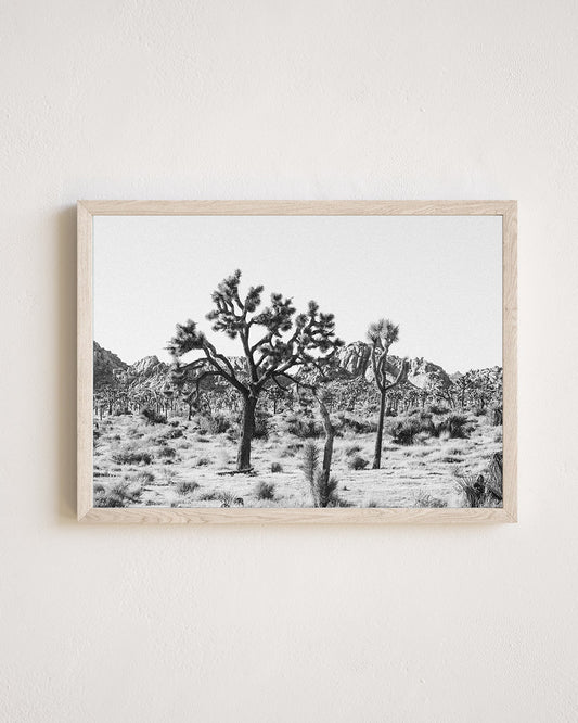 Joshua Tree Horizontal Print