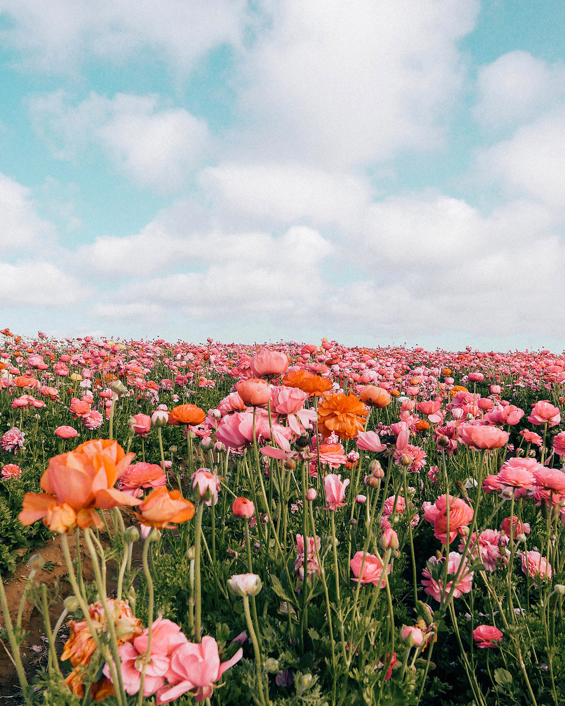 Peach Florals Print – Hesby